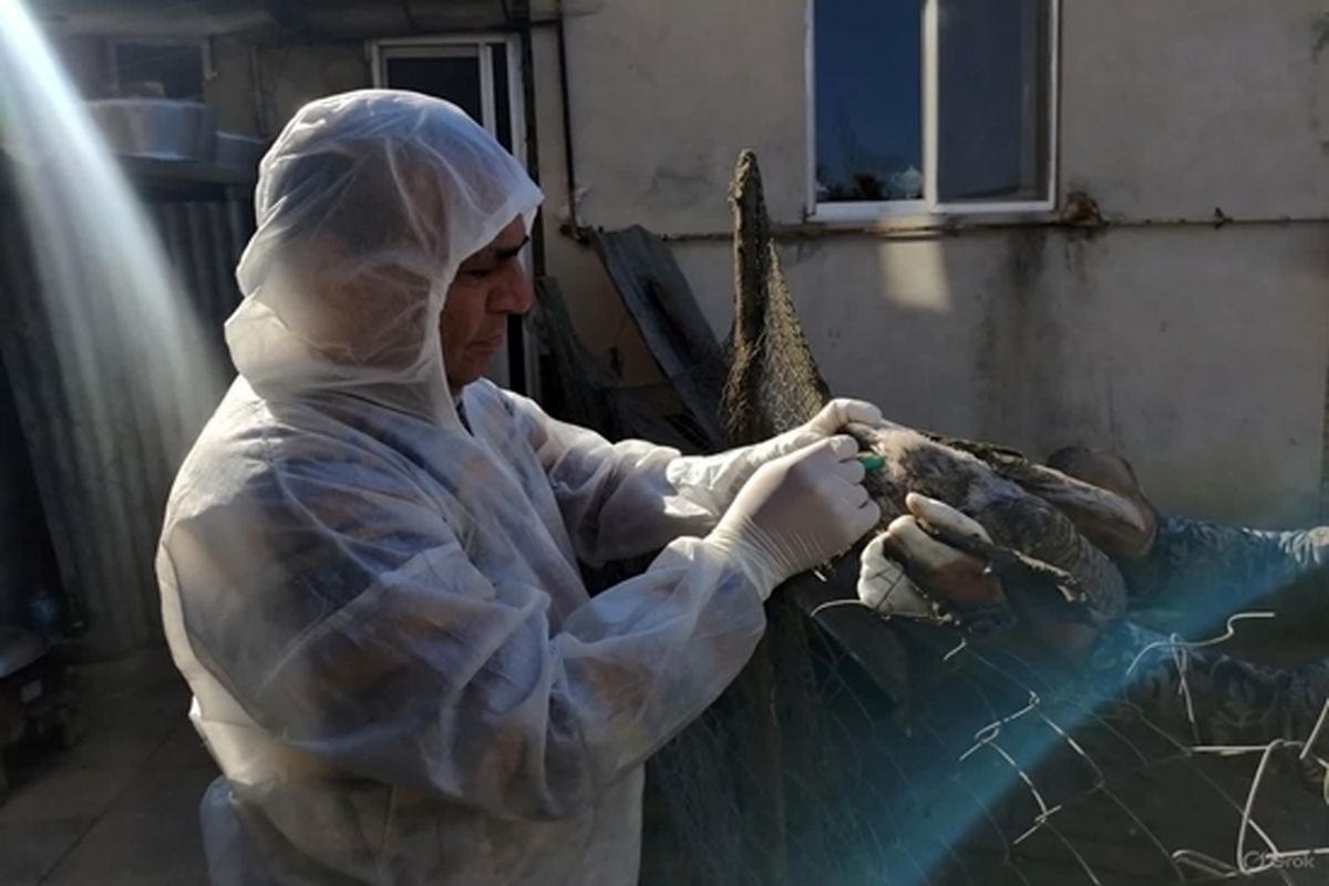 آنفولانزای پرندگان