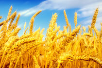 کشت قراردادی گندم در 120 هکتار مزارع قائم شهر