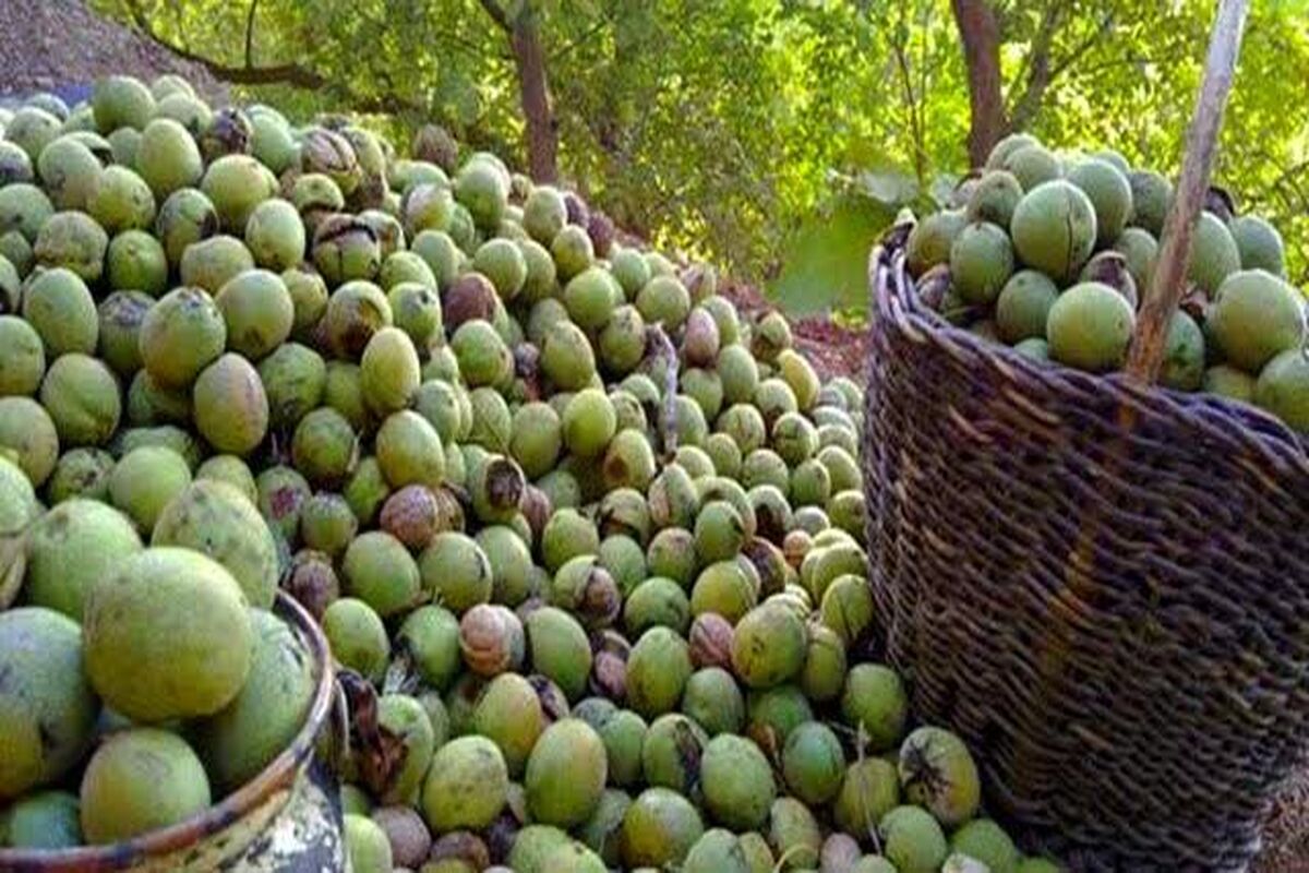 گردو