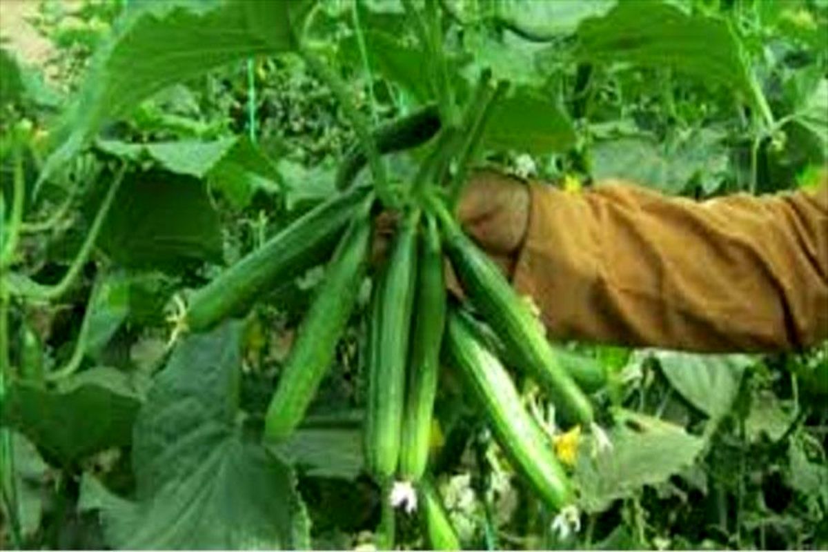 اصفهان- بذر هیبرید