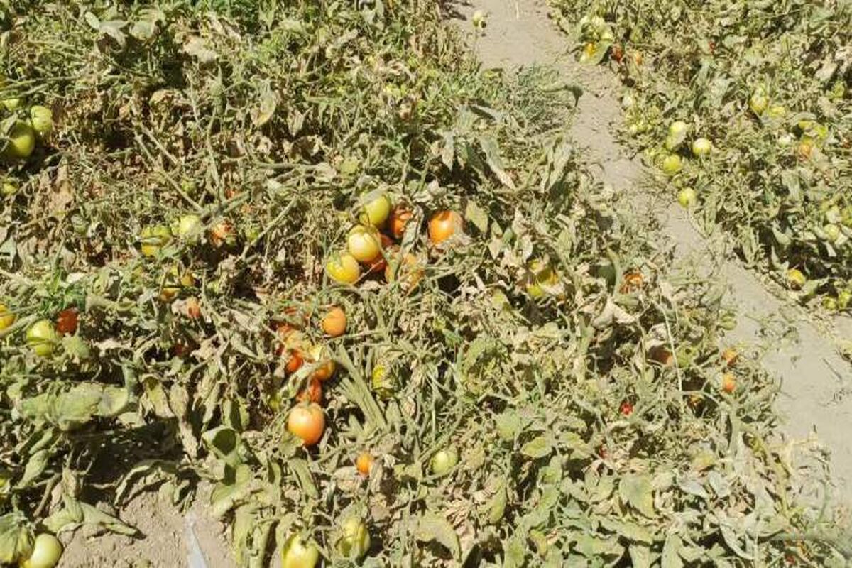 کشاورزی