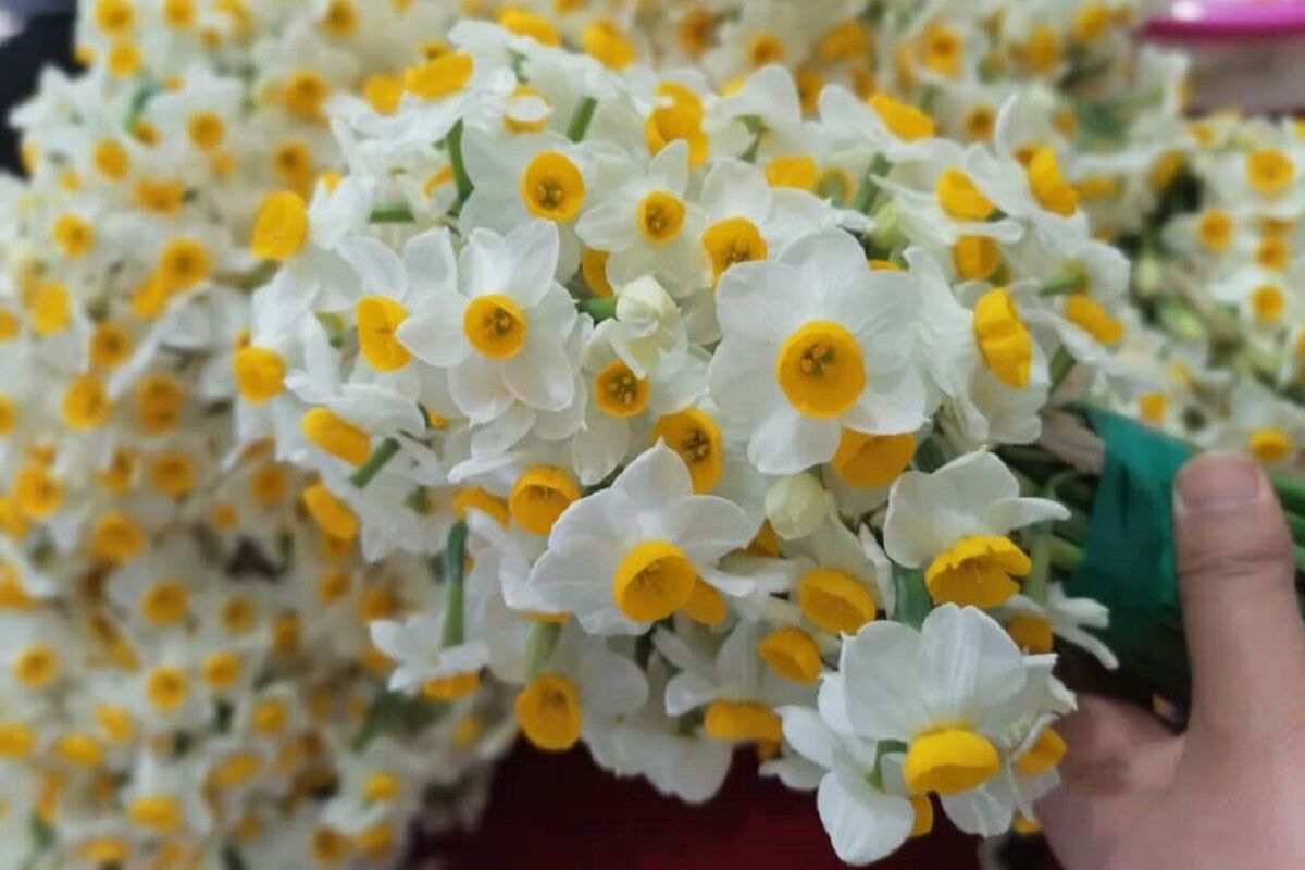گل نرگس