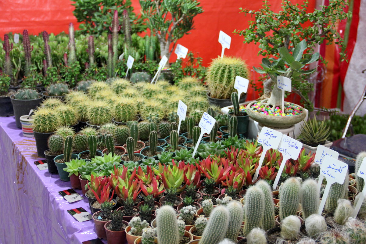 نمایشگاه گیاه