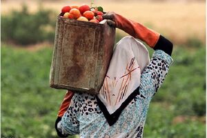  ۱۸ صندوق خرد زنان روستایی در قائم‌شهر فعالیت دارند