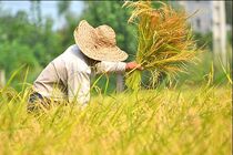 برداشت برنج از شالیزارهای آستارا آغاز شد