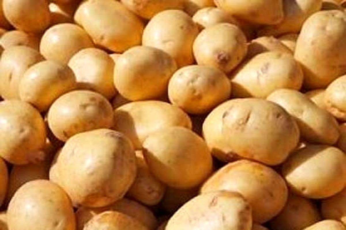 قیمت سیب زمینی