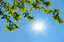 تداوم پایداری جوی در هرمزگان