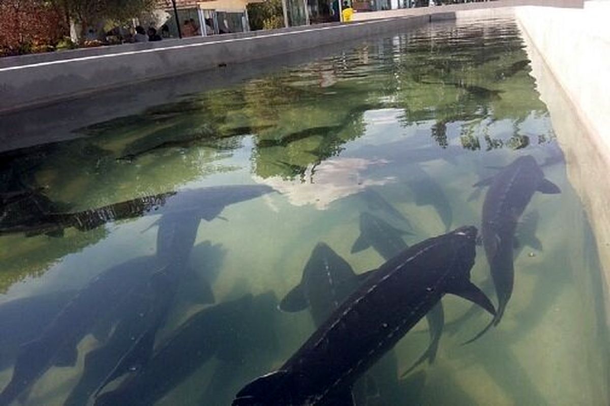 ماهیان خاویاری