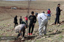 صیانت از درختان باید به موازات کاشت آن‌ها مورد توجه قرار گیرد