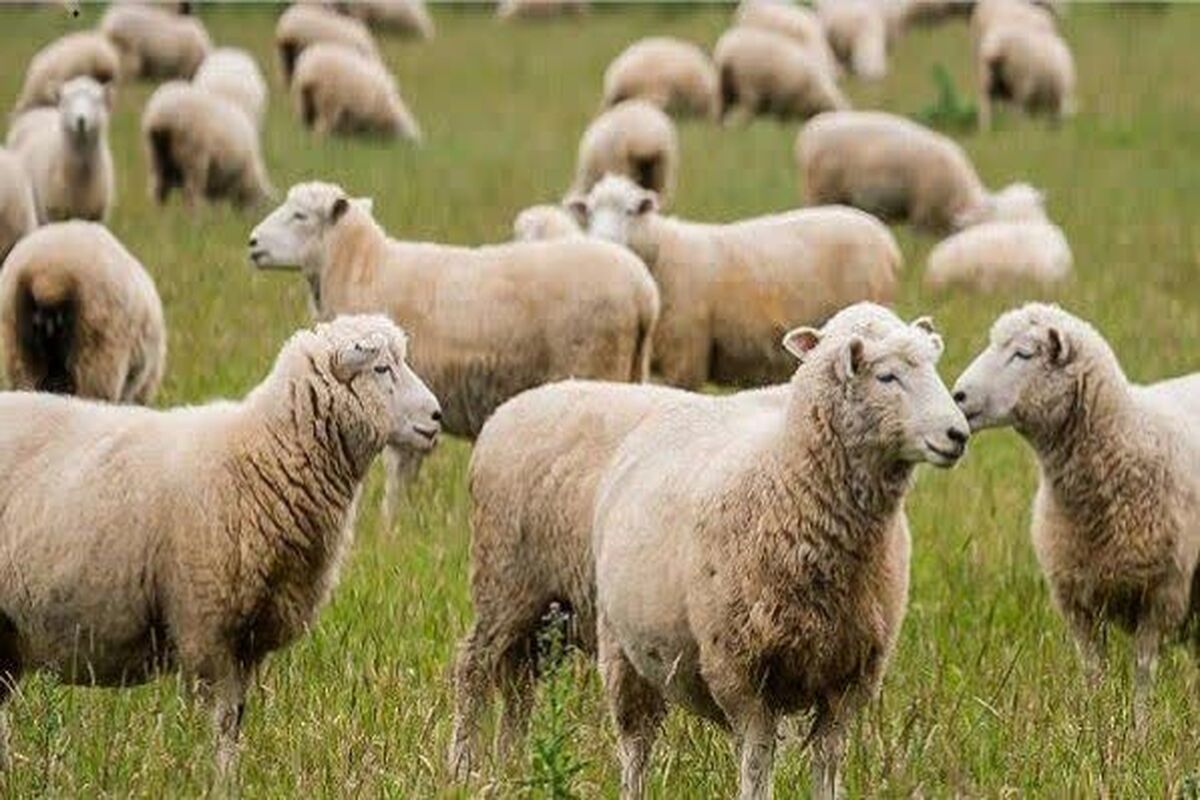 جهاد کشاورزی فارس 