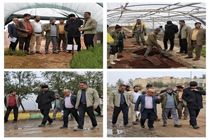 تاکید بر خودکفایی سازمان سیما و منظر یزد در تولید گل و گیاه مورد نیاز سطح شهر 