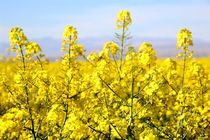 شهرستان برخوار دارای رتبه سوم تولید کلزا در استان اصفهان است