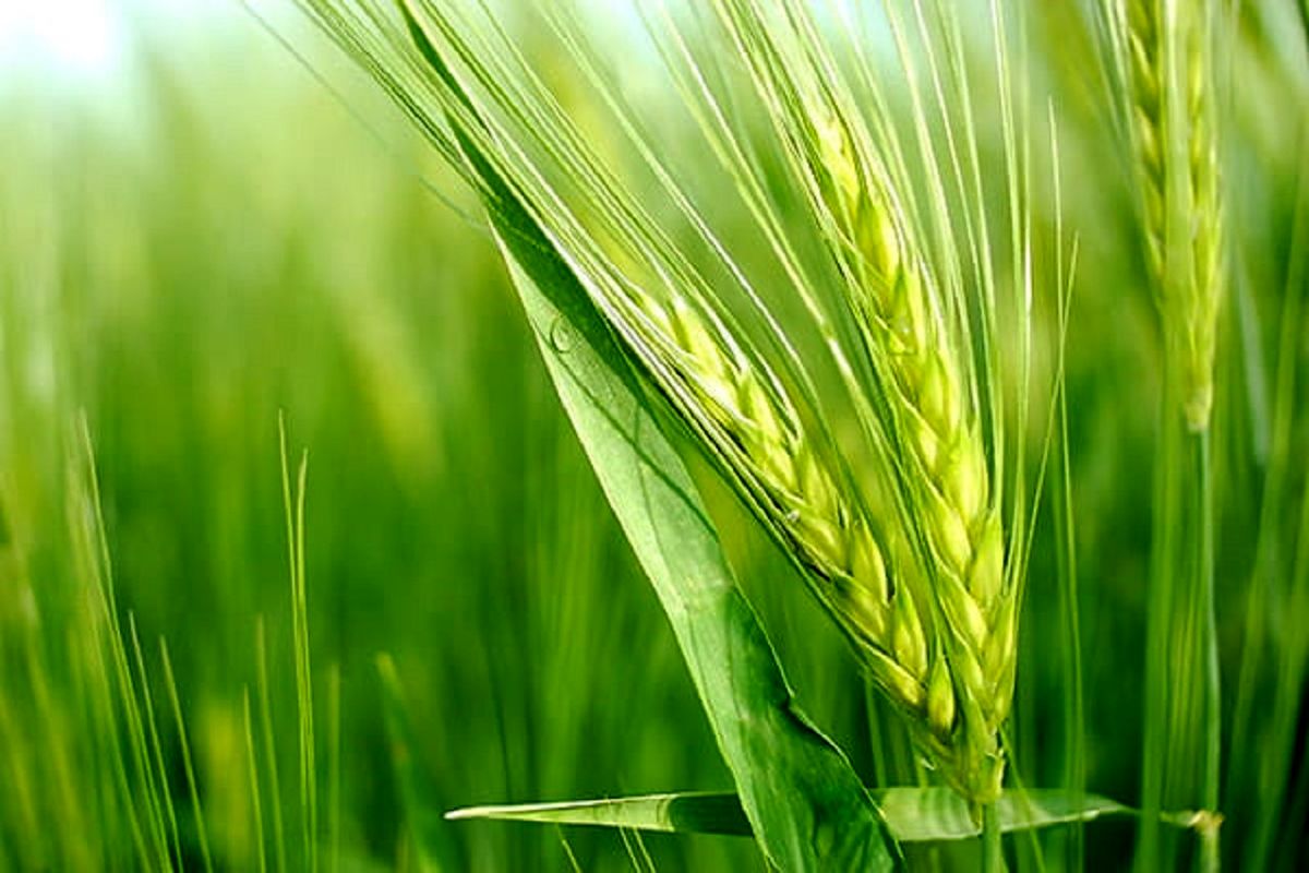 ارقام جدید گندم