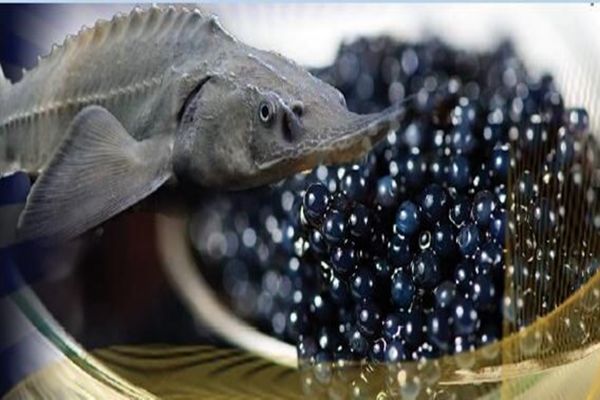 ایران ۳.۵ تن خاویار به ۳۰ کشور صادر کرد/قطر در رتبه نخست خریداران