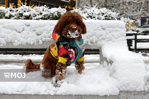 بارش برف در تهران - ۳۰ دی ۱۴۰۴