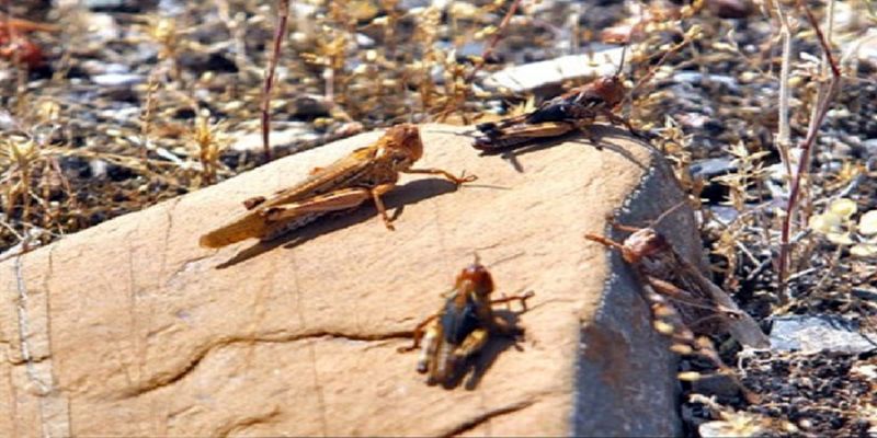 آخرین خبر از هجوم ملخها به سیستان و بلوچستان