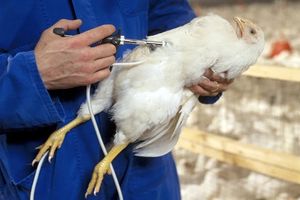 رشد ۲۲ درصدی واکسیناسیون آنفلوآنزای فوق حاد پرندگان