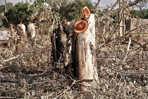 ادارات و مدارس حق قطع درختان را ندارند/احیای درختان بومی