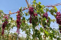 تولید ۱۵۰ تن انگور یاقوتی و عسگری در فراشبند