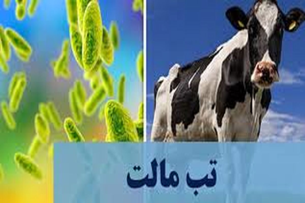 تب مالت