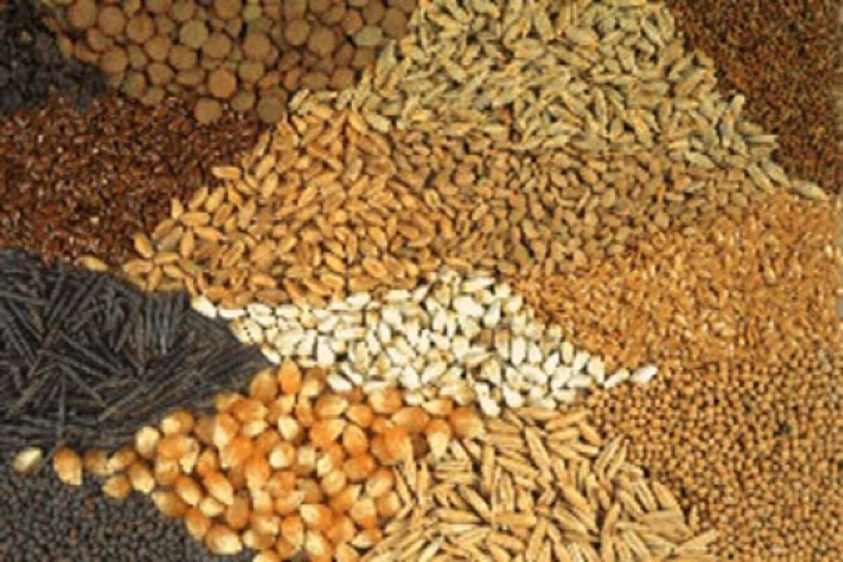 امحاء یک‌تن خوراک دام آلوده در شهرستان هرسین
