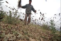سم پاشی ملخ‌های صحرایی را تار و مار کرد
