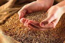 تغییر ارقام گندم چهارمحال و بختیاری برای کشت امسال