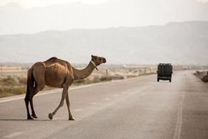 صدور دستور قضایی ‌برای جمع‌آوری شترهای سرگردان بندرخمیر