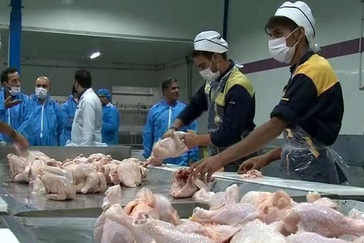 قطعه بندی طیور