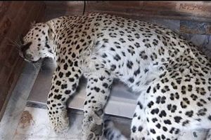 حضور پلنگ در حیاط خانه‌ یک روستایی در گیلان! + فیلم