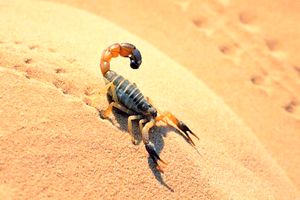 فوت نوجوان بشاگردی بر اثر عقرب گزیدگی