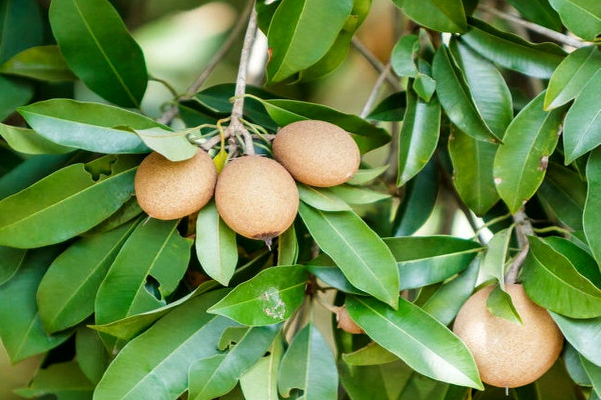 چیکو در میناب