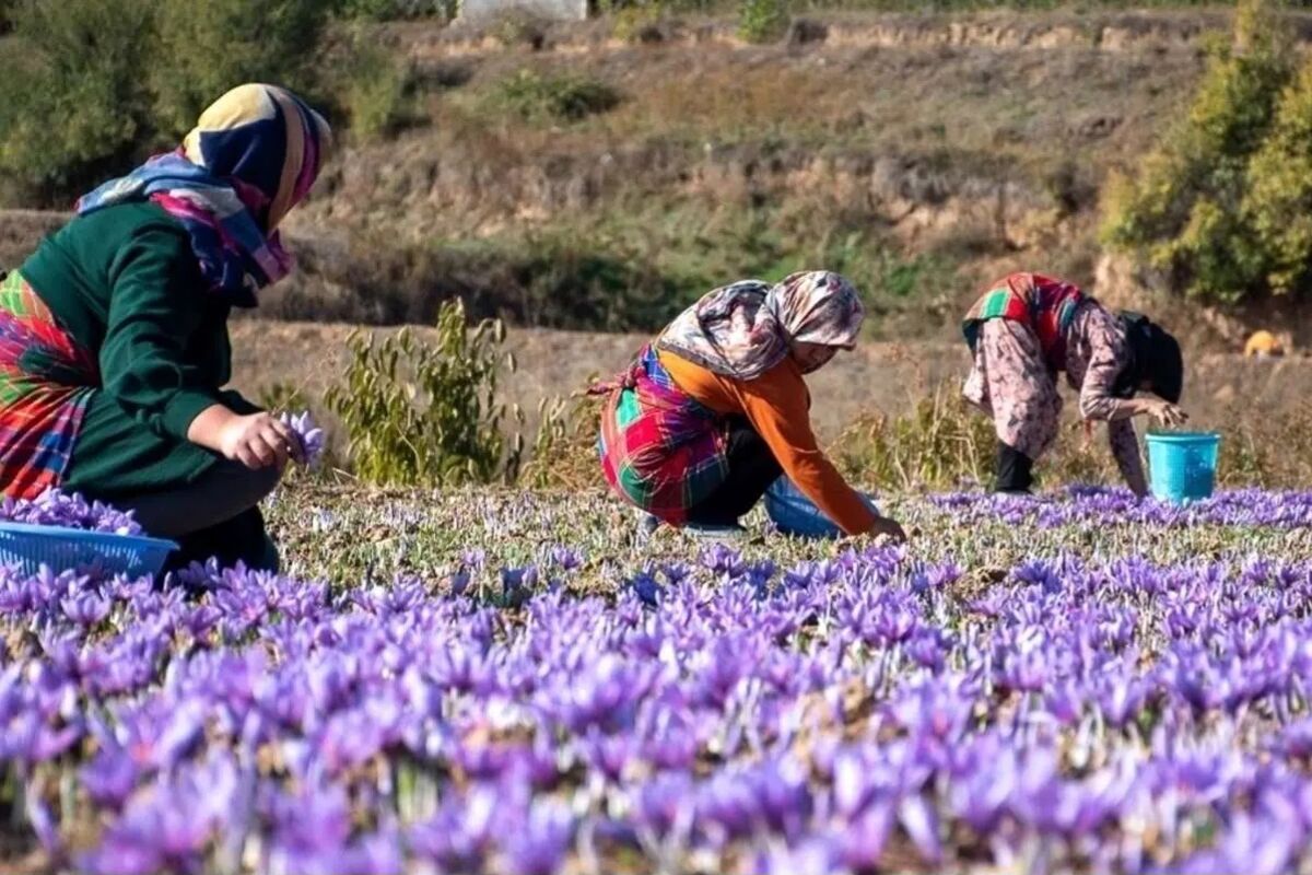 خراسان رضوی قطب تولید زعفران کشور