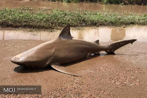 طوفان و جاری شدن سیل در استرالیا