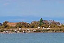 استقرار کارخانه پتروشیمی در بندر امیرآباد جزیره نیمه‌جان میانکاله را نابود می‌کند