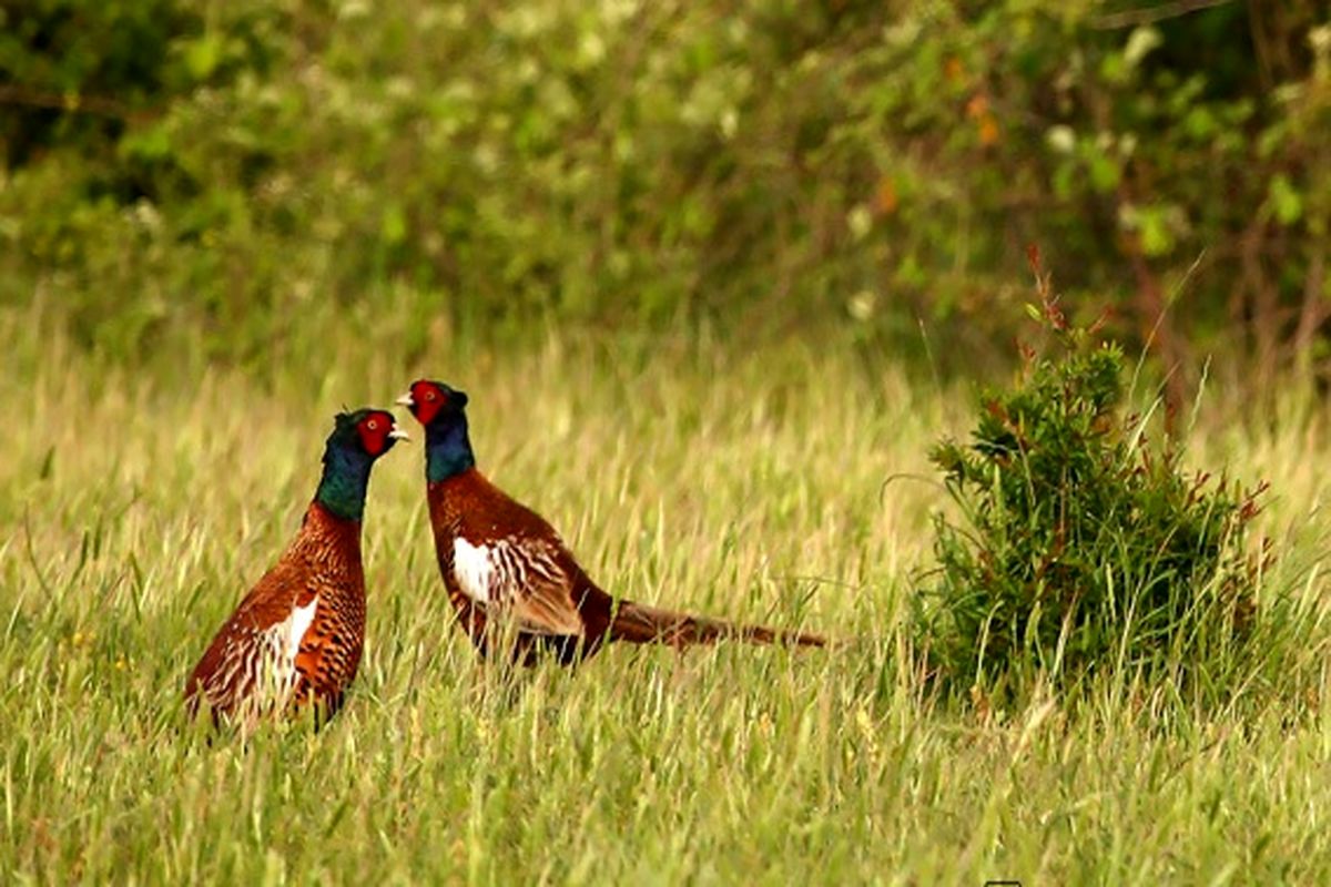 سرشماری بهاره قرقاول