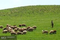 ورود زود هنگام دامداران به مراتع ممنوع است