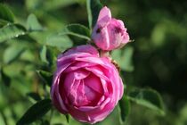 برداشت گل محمدی در بخش توکهور و هشتبندی