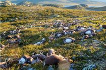 صاعقه در نروژ صدها گوزن را کشت