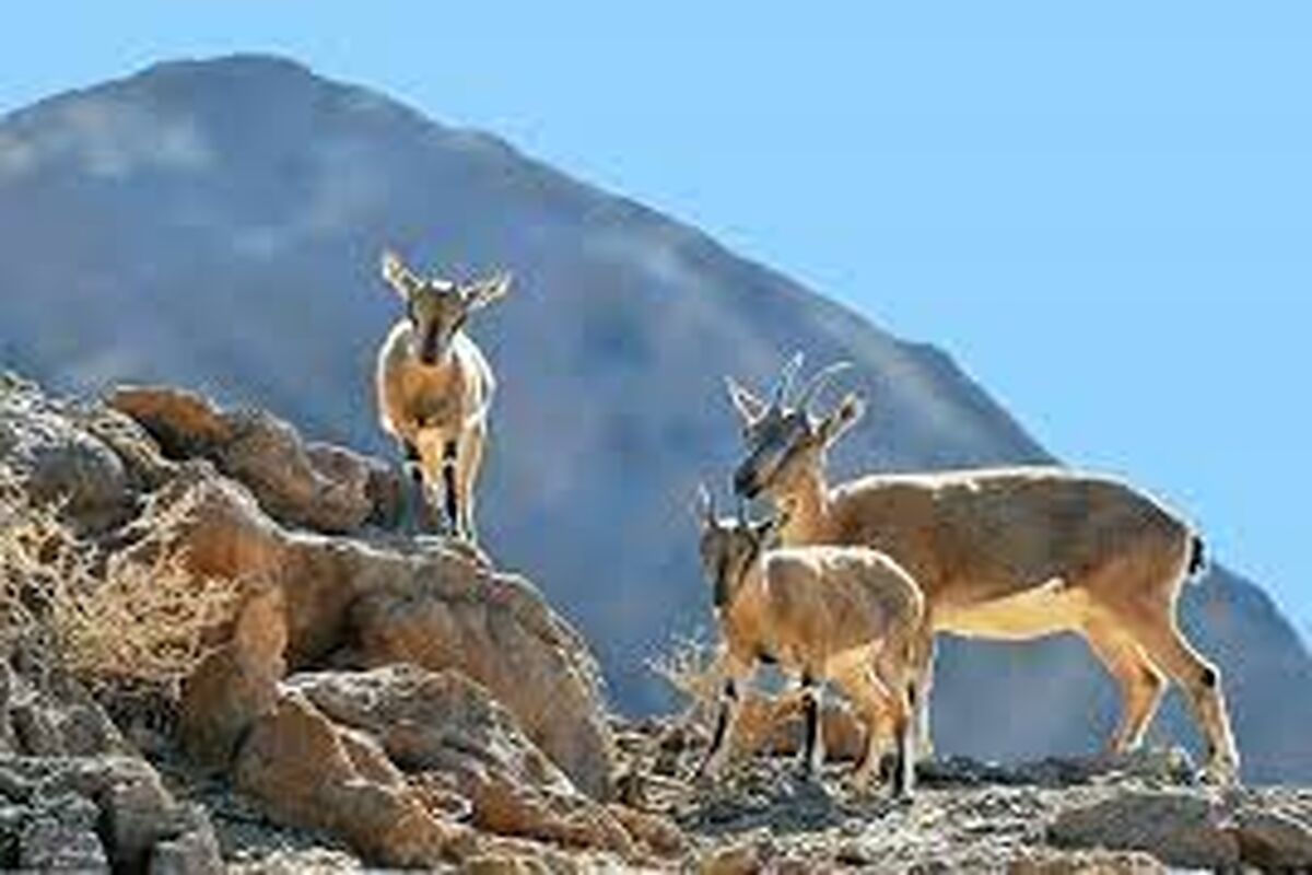 عکس حیات وحش