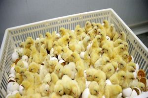 افزایش جوجه‌ریزی و حذف واسطه‌ها در بازار مرغ مازندران دنبال می‌شود