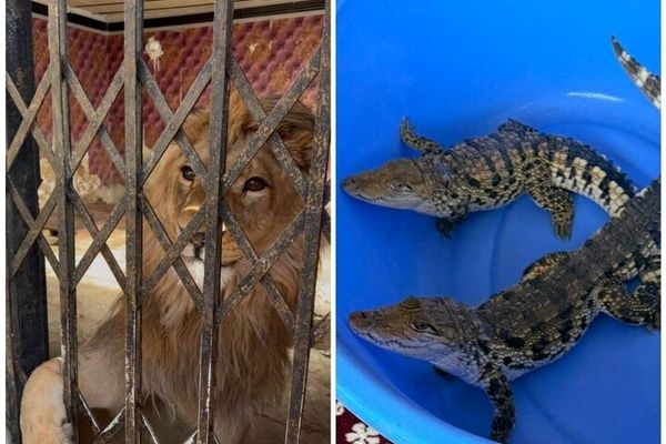 شیر، عقاب طلایی و تمساح در شهرستان شهریار کشف شد