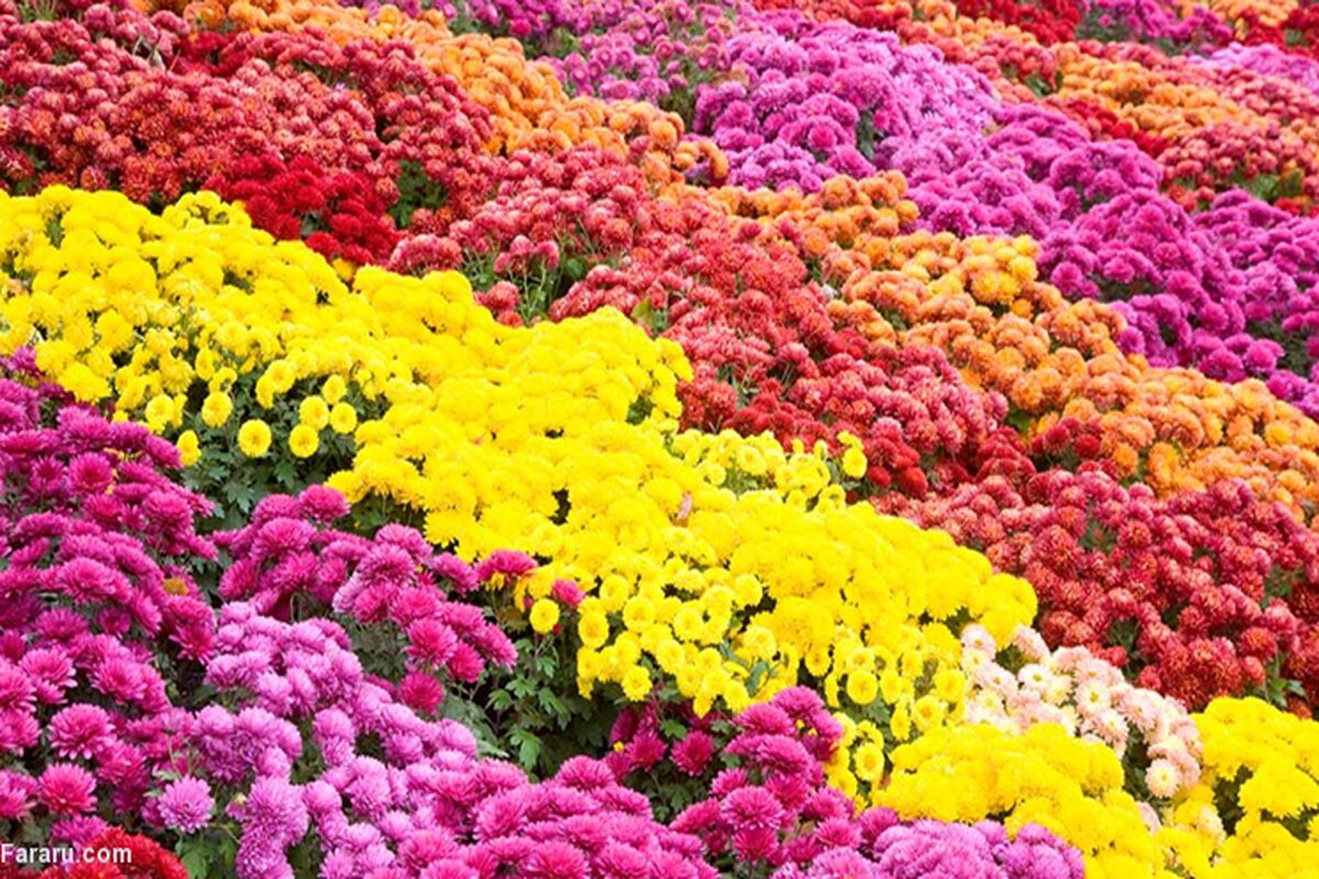 گل داوودی