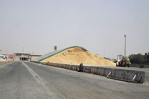 کشت قراردادی گندم در 950 هکتار مزارع نکا