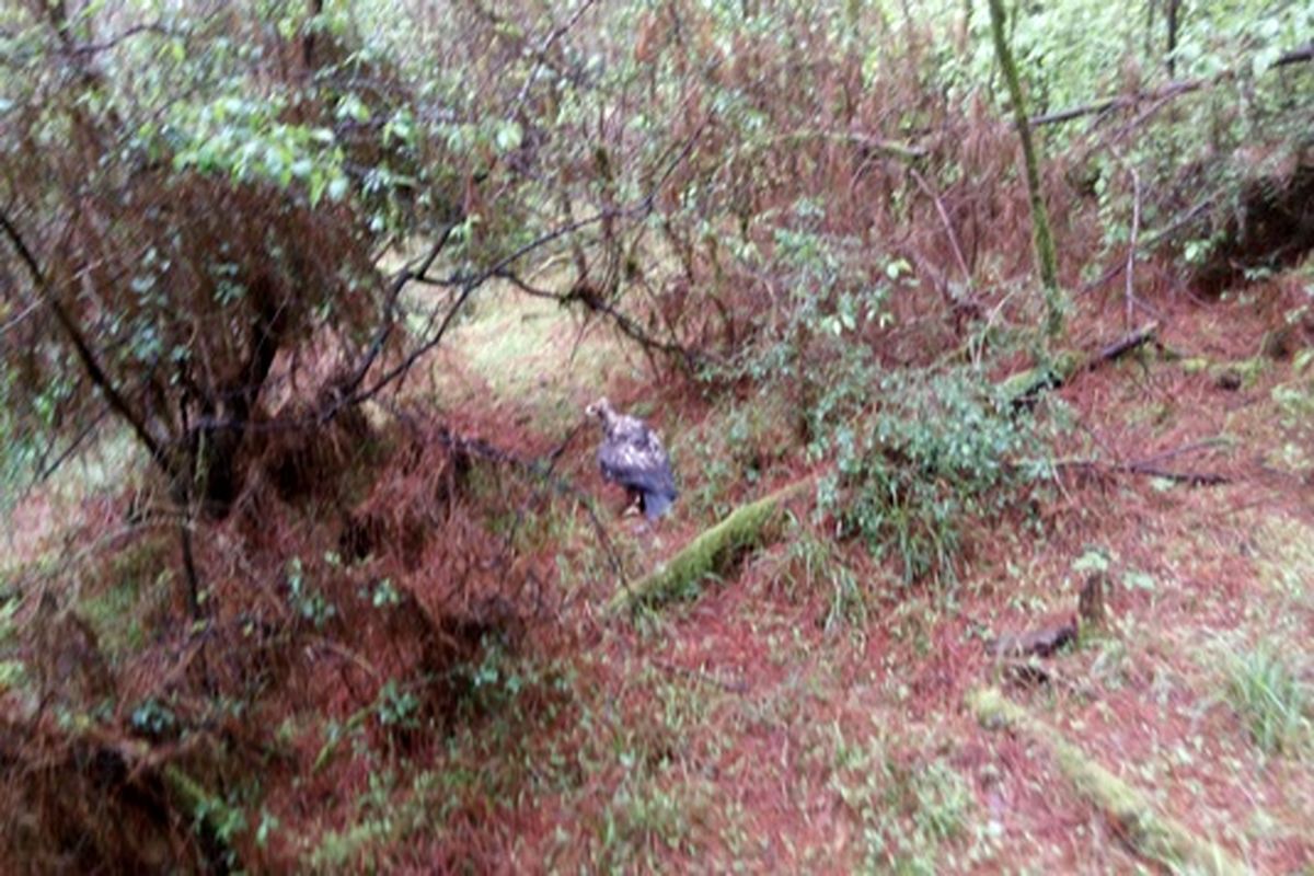 رها سازی یک بهله عقاب