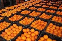 کشف بیش از یک تن میوه خارجی قاچاق در قشم