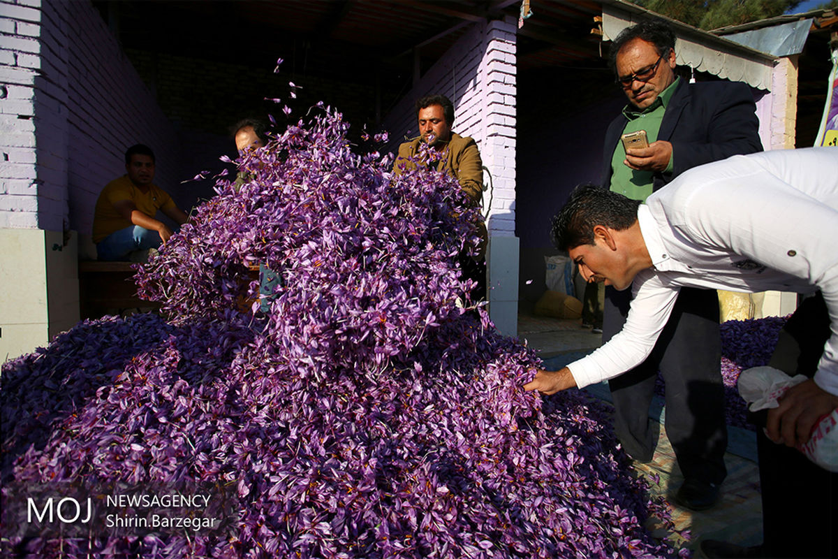 برداشت زعفران در شهرستان های تربت حیدریه و زاوه