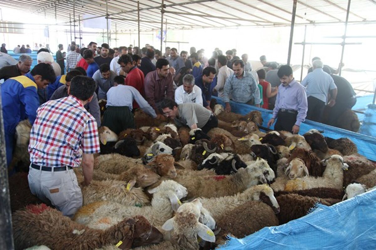 مکان های عرضه دام