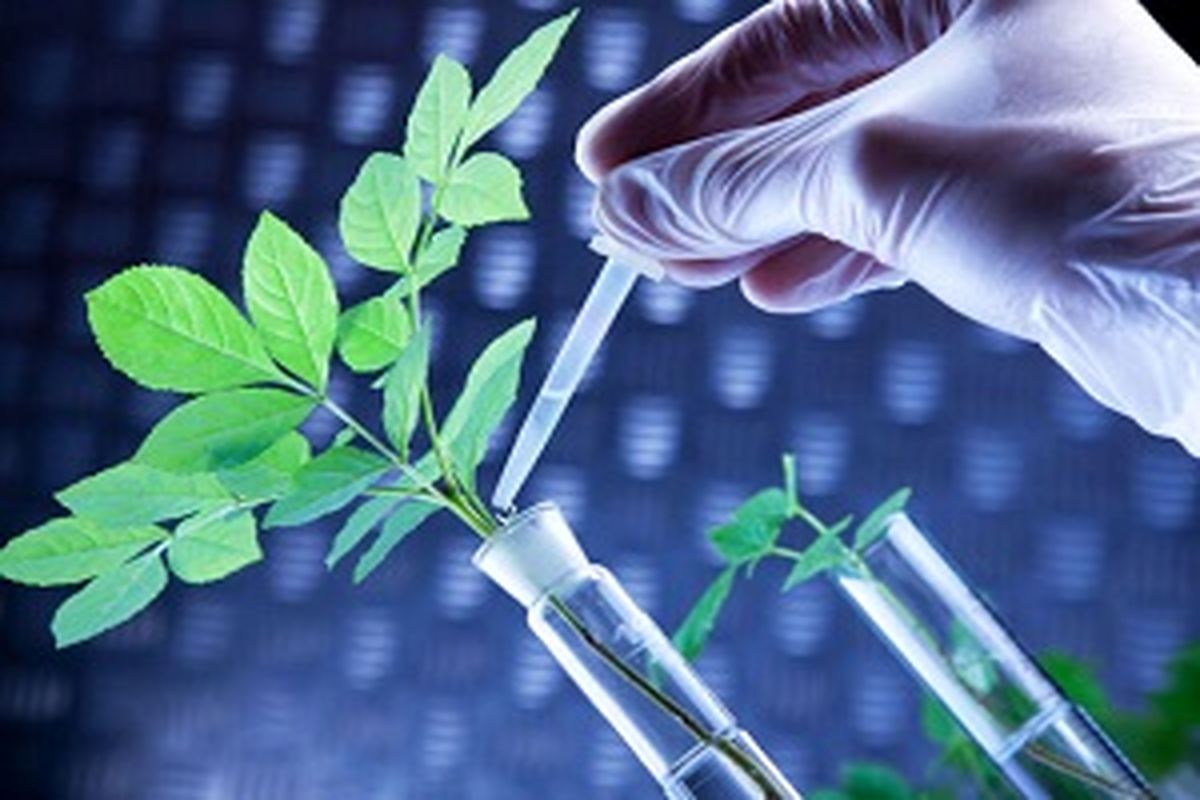 گیاه دارویی