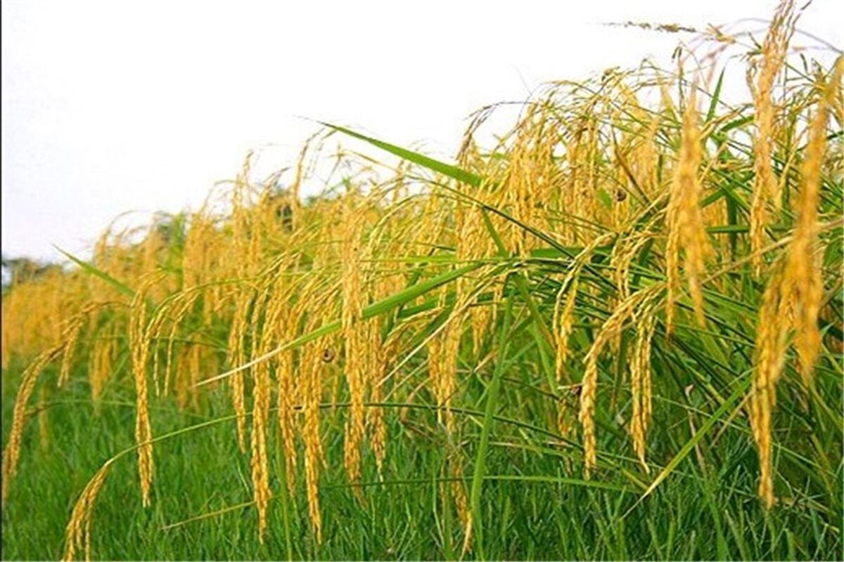 تولید برنج